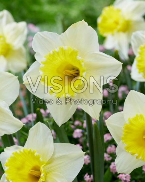 Narcissus 2W-YW