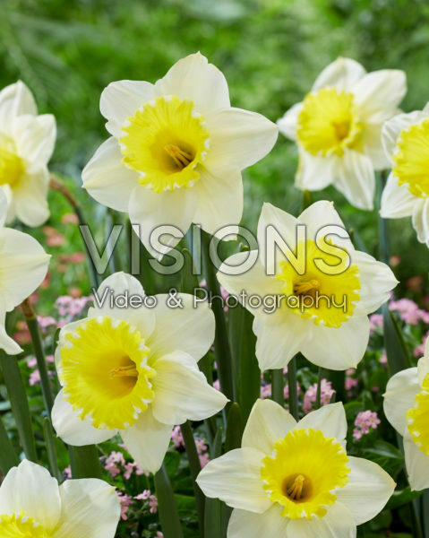 Narcissus 2W-YW