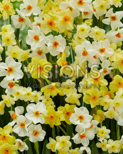 Narcissus Hugh Town, Geranium, Minnow Narcissus Hugh Town, Geranium, Minnow