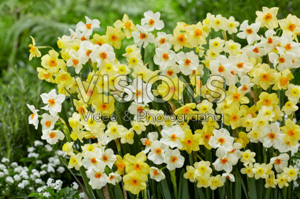 Narcissus Hugh Town, Geranium, Minnow Narcissus Hugh Town, Geranium, Minnow