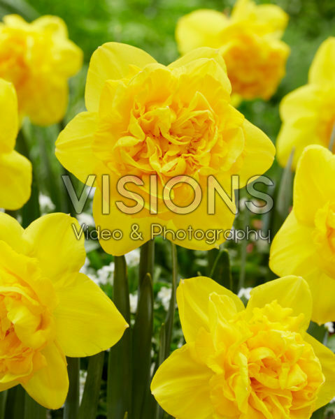 Narcissus Gold Mine