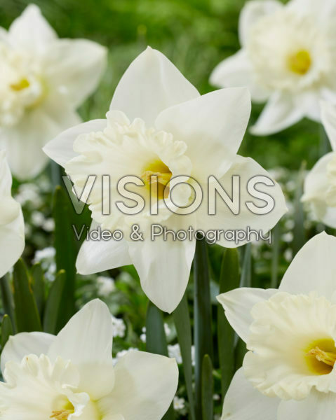 Narcissus N 00-209 Narcissus N 00-209