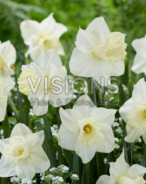 Narcissus N 01-19