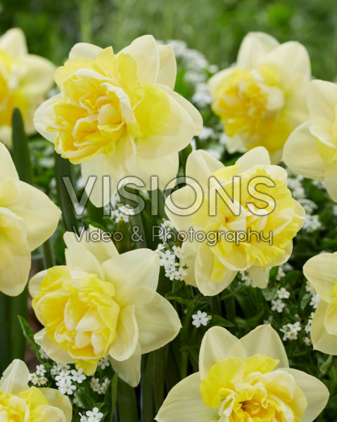 Narcissus Bonaire