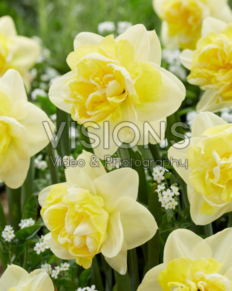 Narcissus Bonaire Narcissus Bonaire