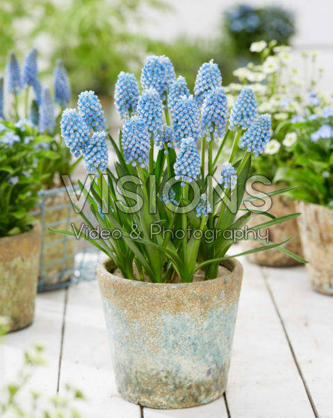 Muscari Dutch Beauty Muscari Dutch Beauty