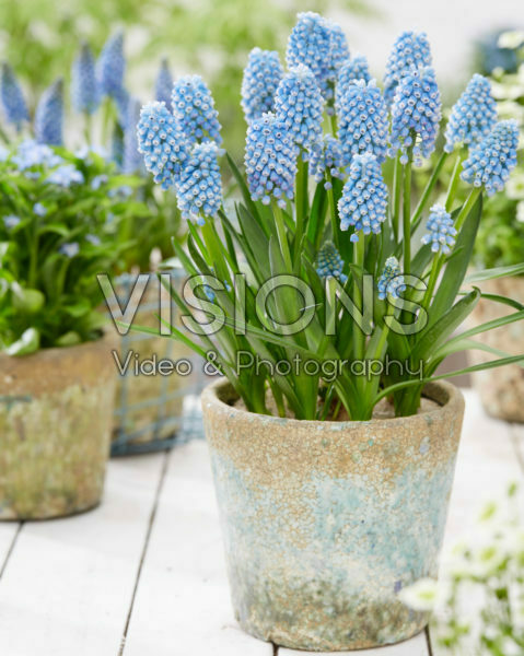 Muscari Dutch Beauty Muscari Dutch Beauty