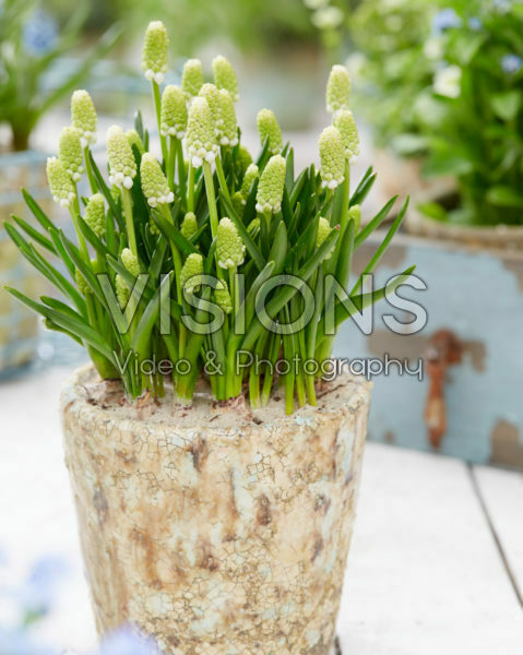 Muscari Casablanca Muscari Casablanca
