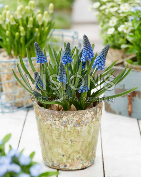 Muscari Muscari