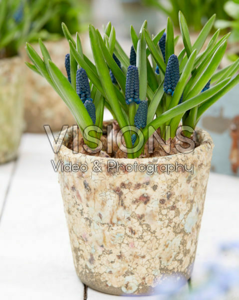 Muscari Soulmate Muscari Soulmate