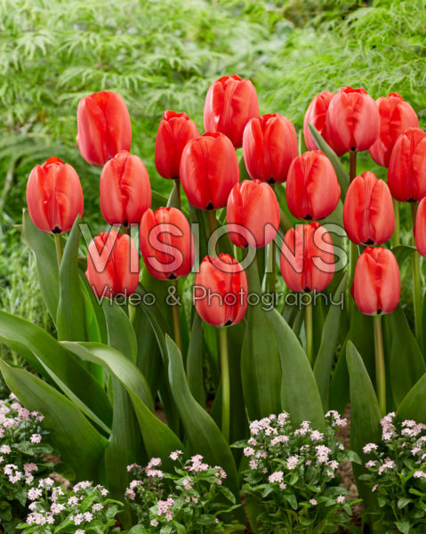 Tulipa Red Impression Tulipa Red Impression