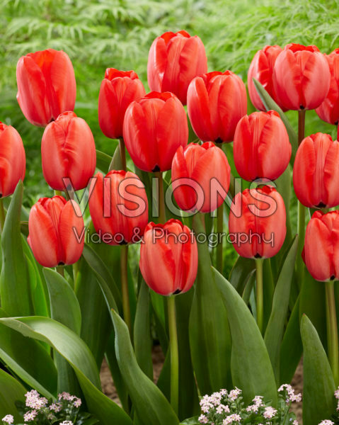 Tulipa Red Impression