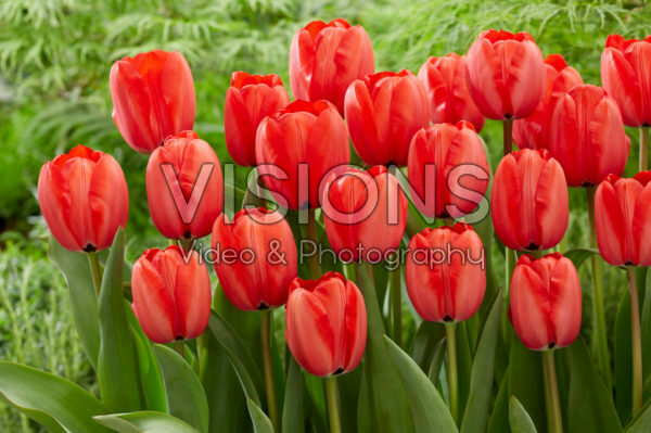 Tulipa Red Impression Tulipa Red Impression