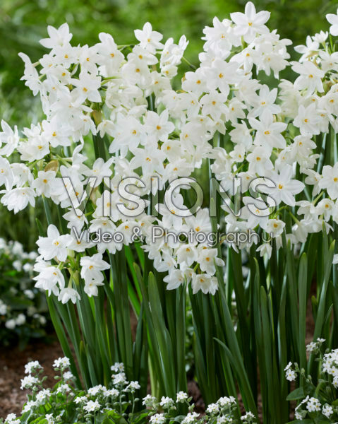 Narcissus Paper White Narcissus Paper White