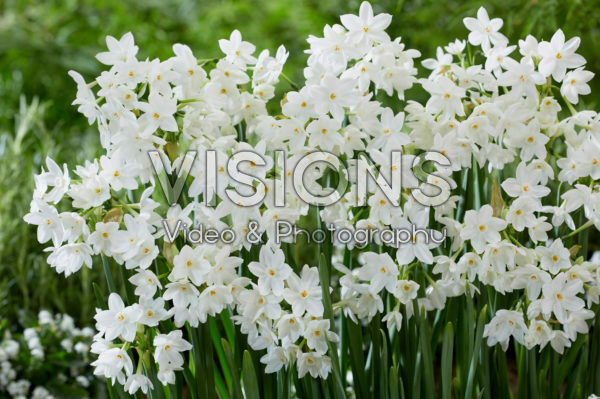 Narcissus Paper White Narcissus Paper White