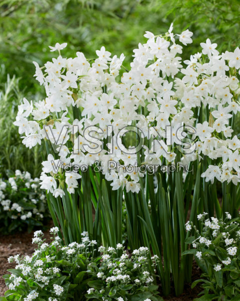 Narcissus Paper White