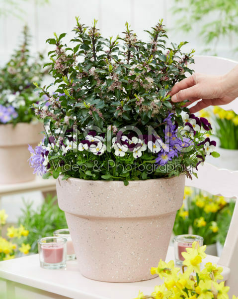 Ilex x meserveae Gentle Ilex x meserveae Gentle