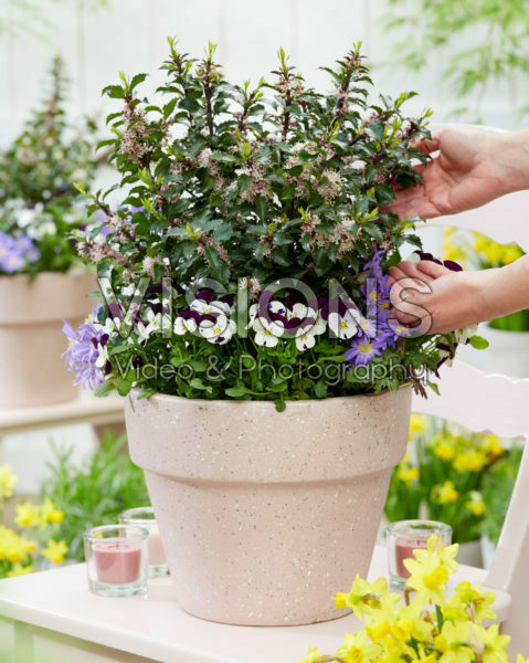 Ilex x meserveae Gentle Ilex x meserveae Gentle