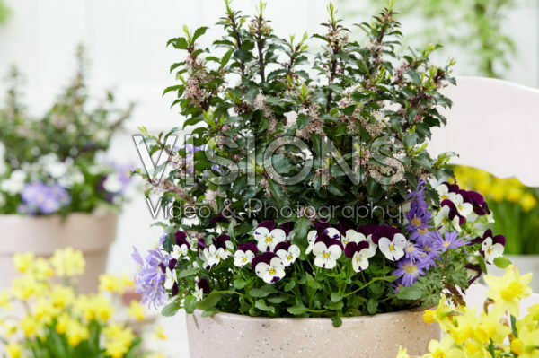 Ilex x meserveae Gentle Ilex x meserveae Gentle