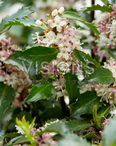 Ilex x meserveae Gentle Ilex x meserveae Gentle