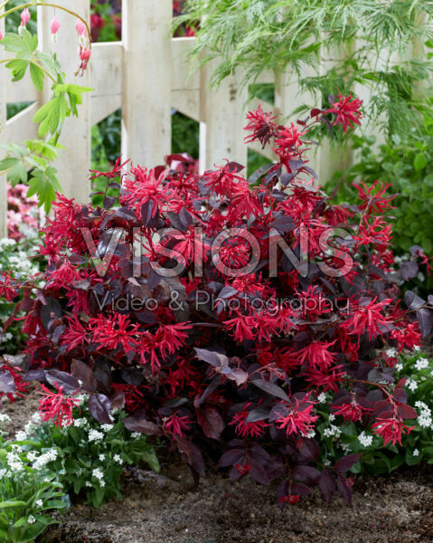 Loropetalum chinense Ever Red Loropetalum chinense Ever Red