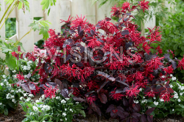 Loropetalum chinense Ever Red Loropetalum chinense Ever Red