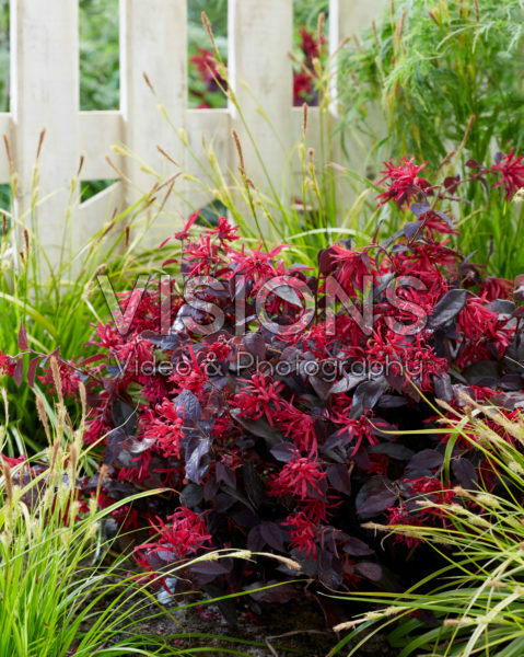 Loropetalum chinense Ever Red