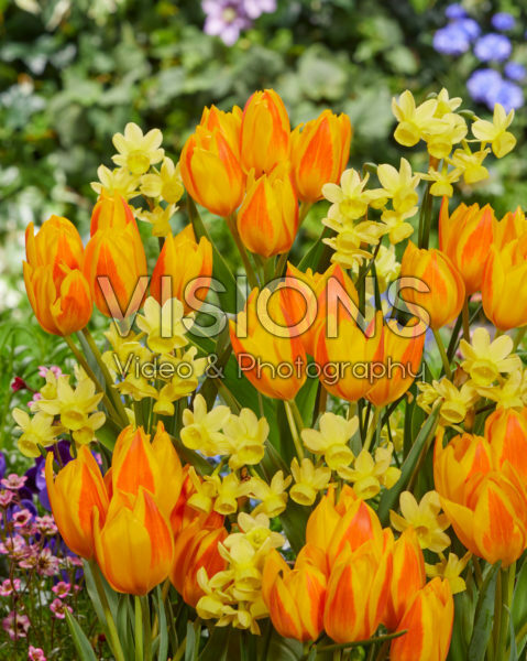 Tulipa Happy Sunshine, Narcissus Angel's Whisper