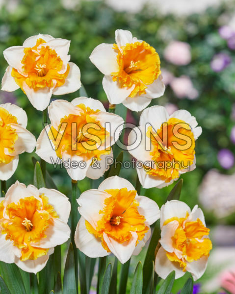 Narcissus with orange collar