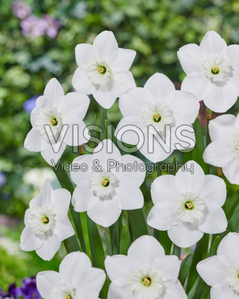 Narcissus Falmouth Bay