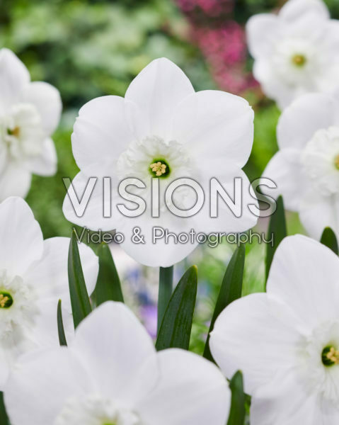 Narcissus Falmouth Bay