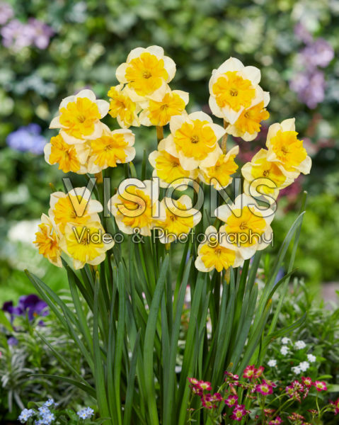 Narcissus Life is Good