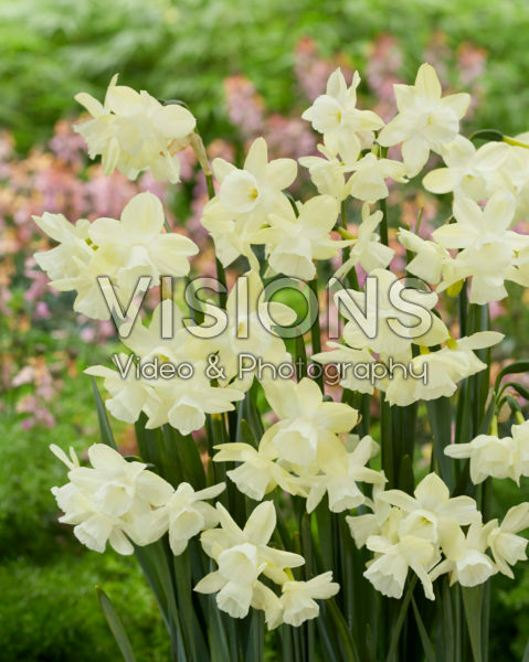 Narcissus Lemon Drops Narcissus Lemon Drops