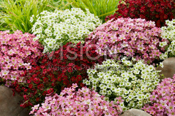 Saxifraga mix