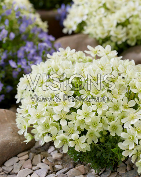 Clematis Emerald Dream Clematis Emerald Dream