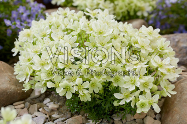 Clematis Emerald Dream Clematis Emerald Dream