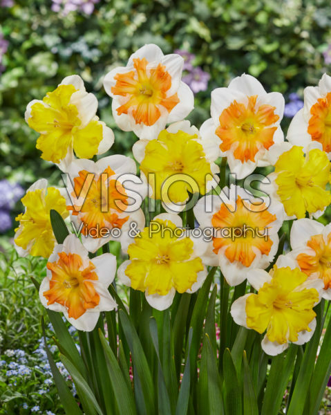 Narcissus combinatie