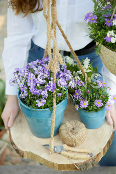 Spring flowers on pot