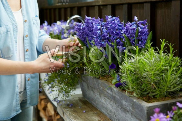 Spring flowers on pot