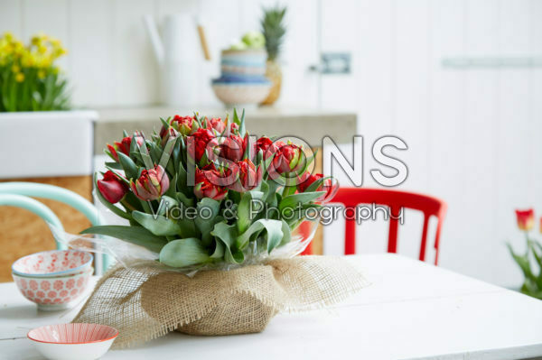 Bulb bouquet Tulipa