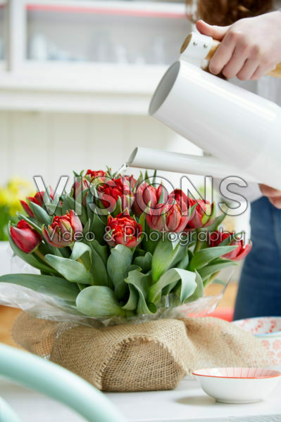 Bulb bouquet Tulipa