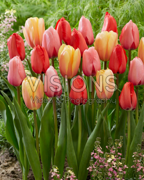Tulipa Impression mix