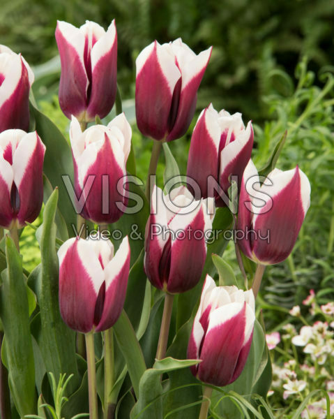 Tulipa Spitsbergen