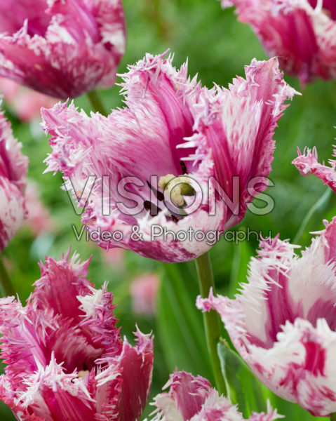 Tulipa Purple Circus