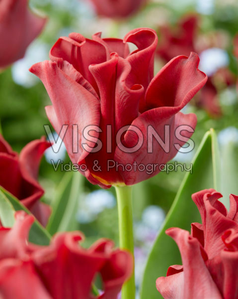 Tulipa Red Dress