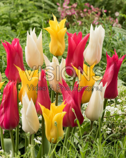 Tulipa leliebloemige mix