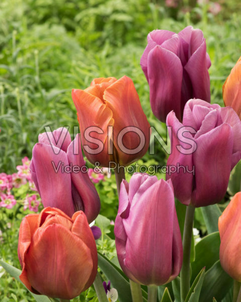 Tulipa Brown Sugar, Copex
