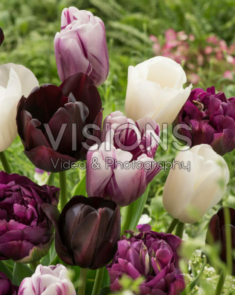 Tulipa mix