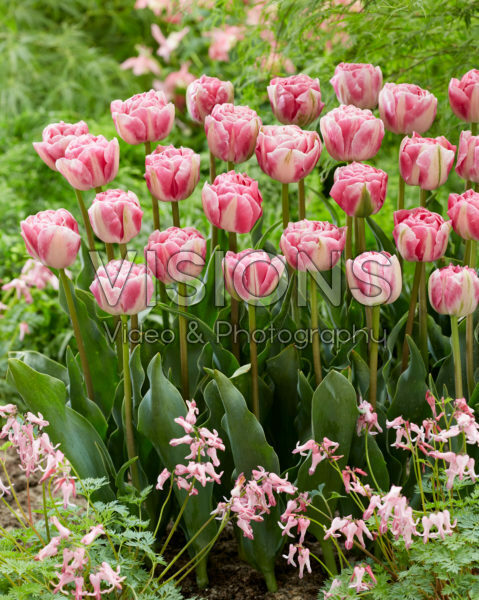 Tulip Vogue Tulip Vogue
