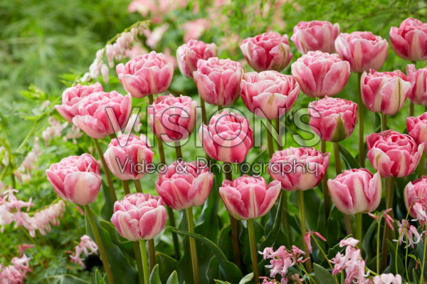 Tulipa Vogue